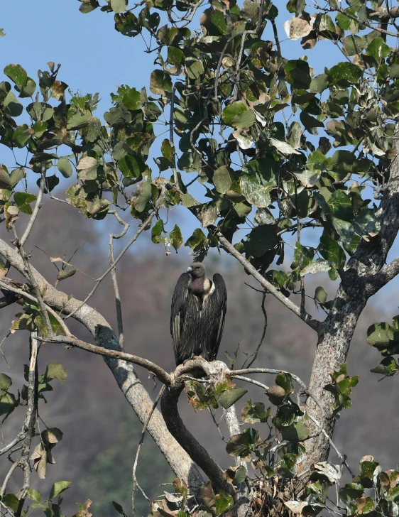 a black bird sits in the nches of a tree