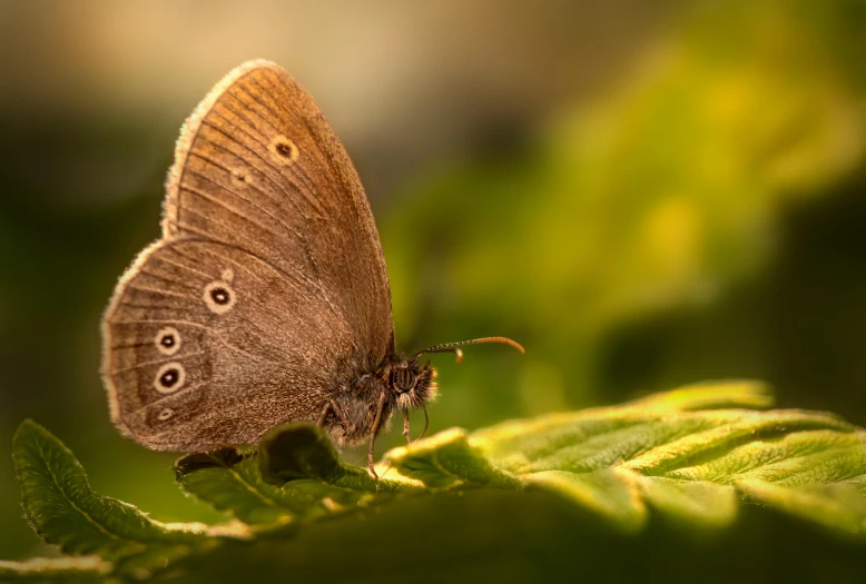 a brown erfly resting on a leaf with eyes drawn