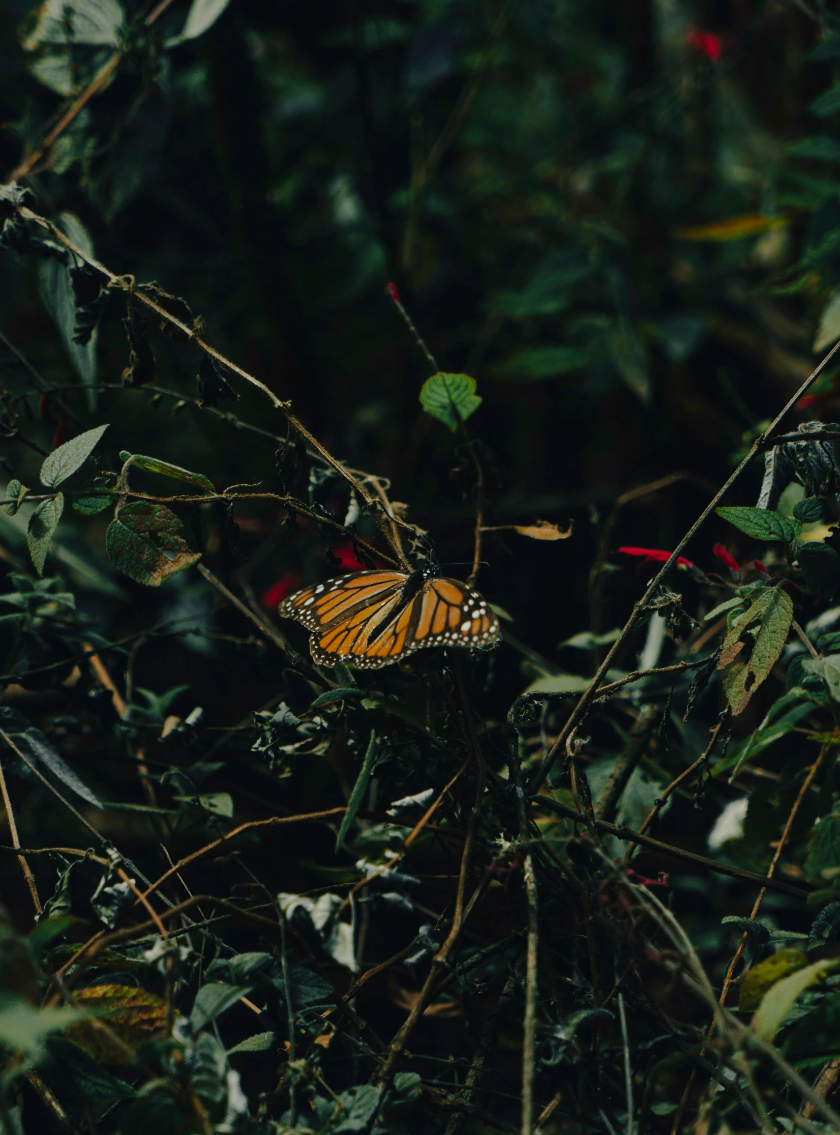 a monarch erfly on a plant among the thick foliage