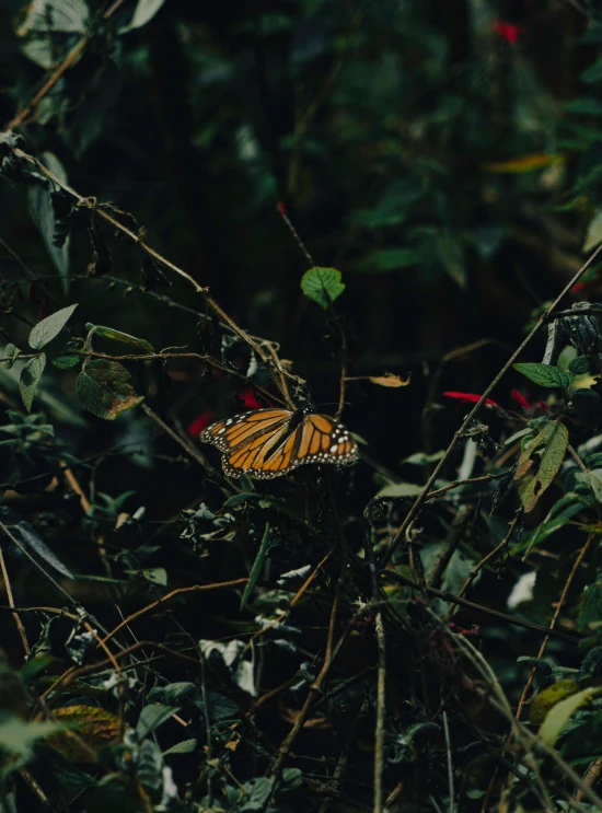 a monarch erfly on a plant among the thick foliage