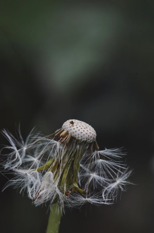 a dandelion with white and brown seeds is displayed in front of a blurry background