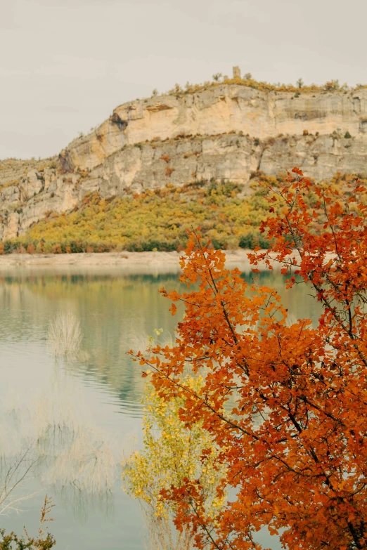 a tree in front of a lake on a hill