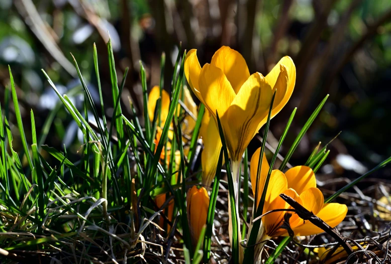 a group of yellow flowers are growing out of the grass