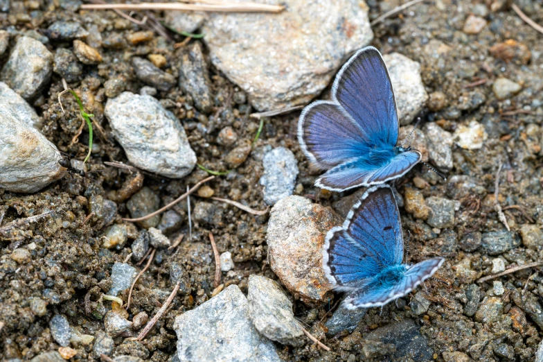 a blue erfly sitting on a rocky area