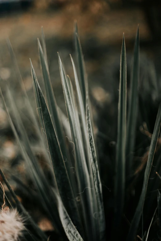 close up of plants in bloom with small leaves