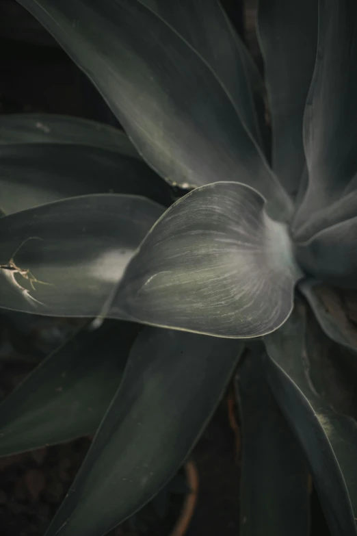 a very pretty green flower with large leaves