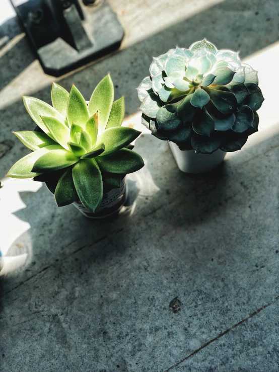 a set of two potted plants sit on top of a concrete slab