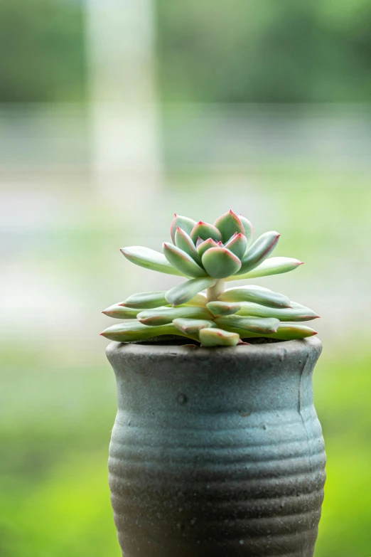 a small cactus on top of a gray vase