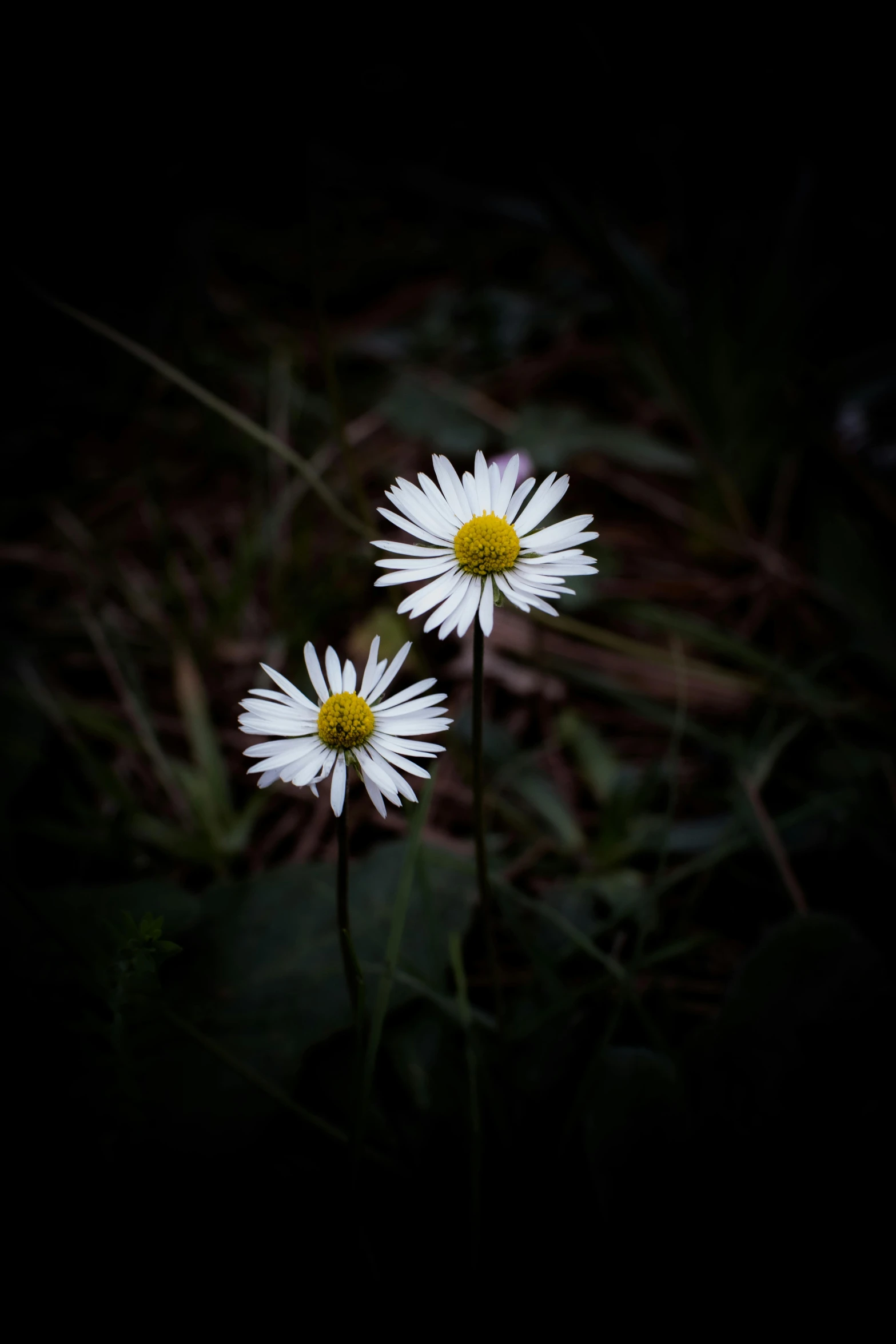 three white daisies that have yellow centers in the dark