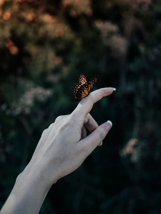 a person's hand holding a erfly up