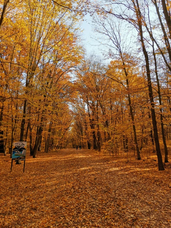 the park has trees with yellow leaves on them