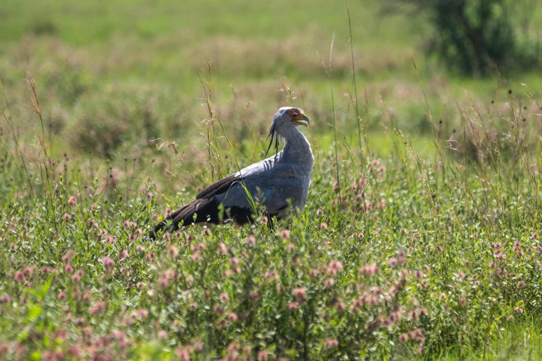 a bird stands alone in a field with flowers