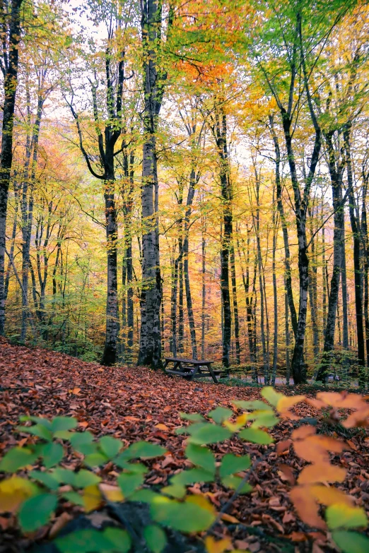 a colorful leaf - covered area in the woods, surrounded by trees