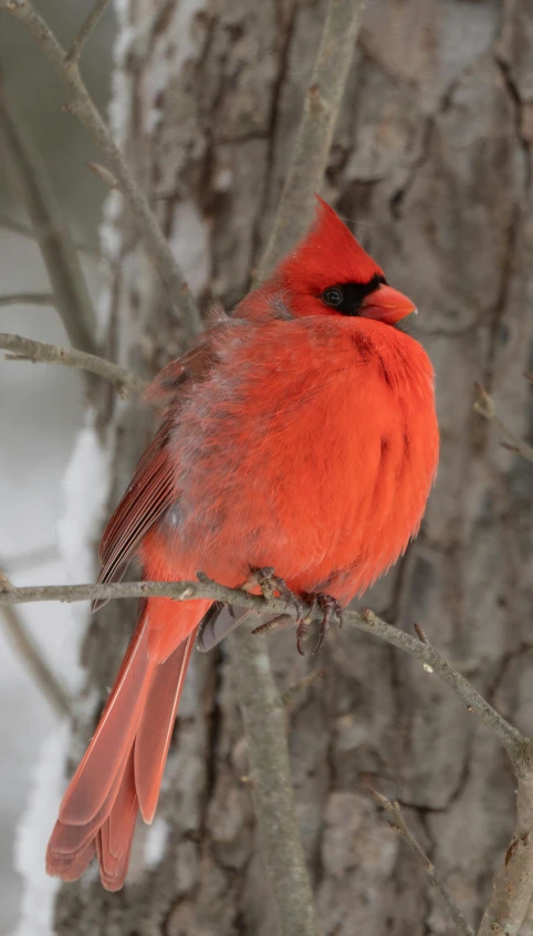 a red bird is perched on a tree nch