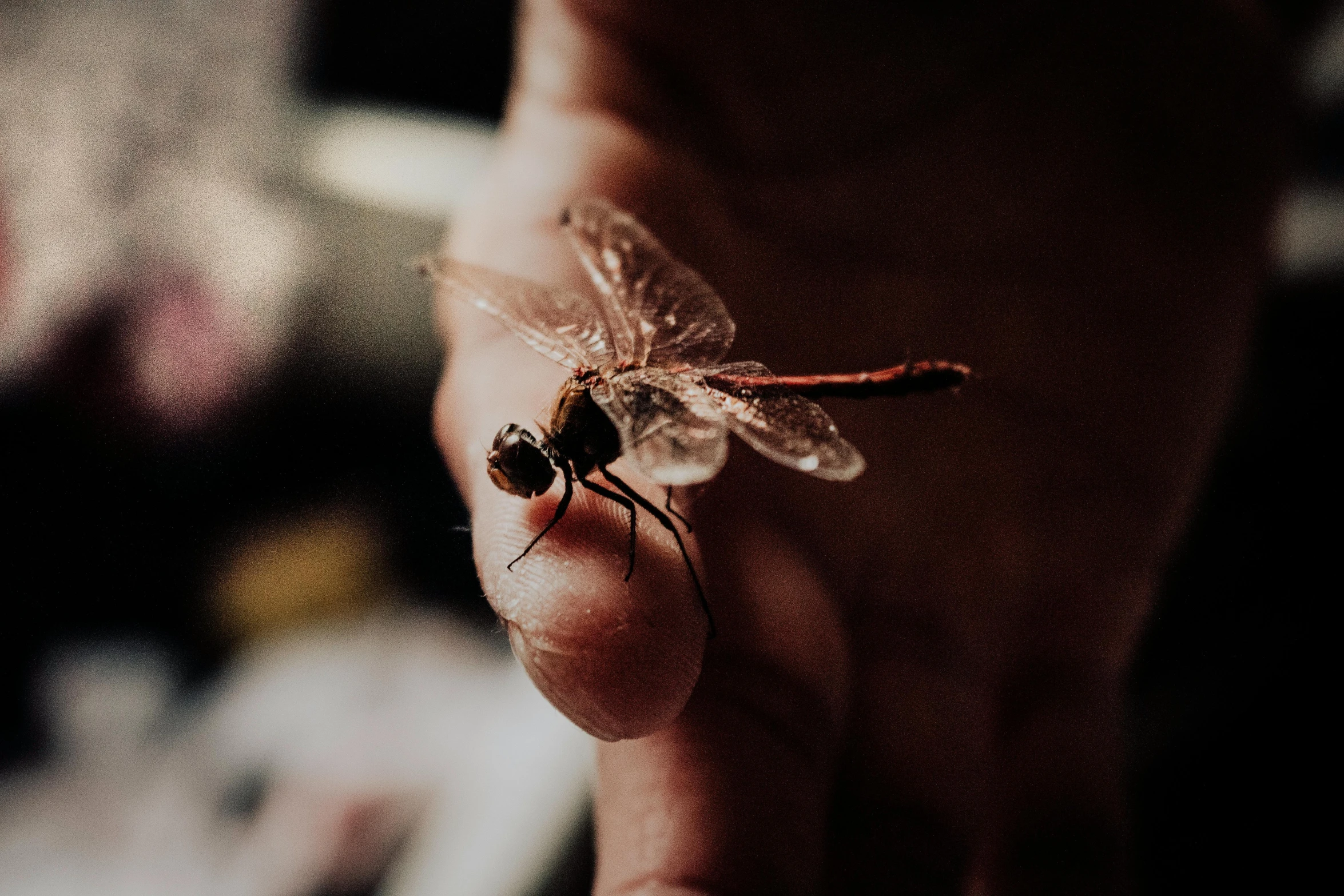 someone holding an insect in their hands, with a blurred background