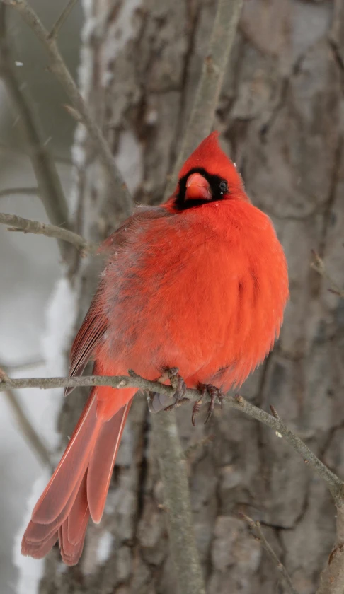 a red bird sitting on top of a tree nch