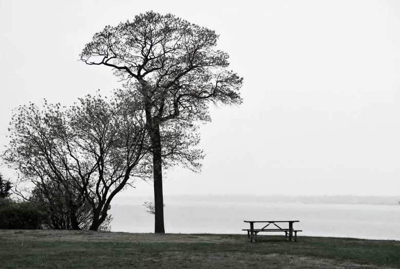 black and white pograph of bench in front of a tree