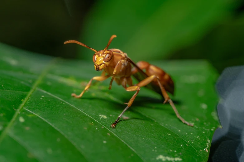 an insect sits on a green leaf