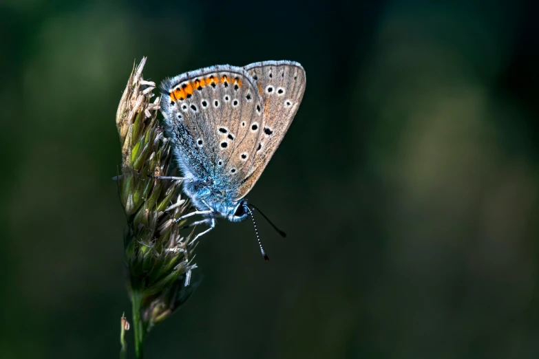 a blue erfly resting on a flower stem