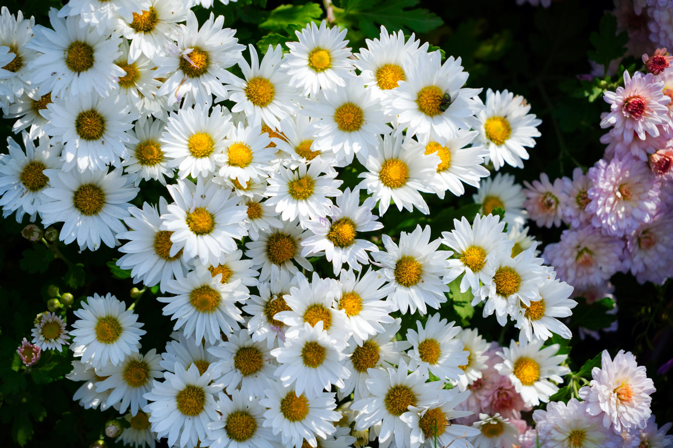 white and yellow daisies in the field