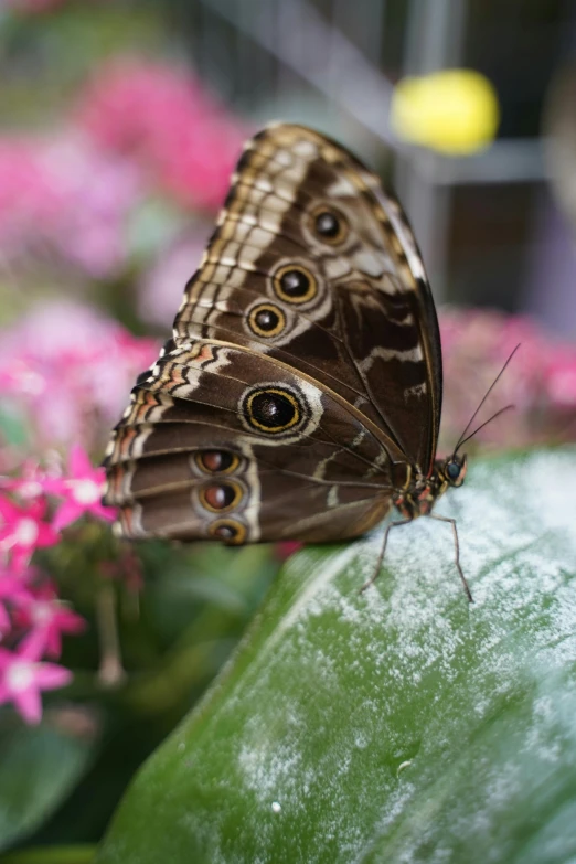 a close up image of a erfly on a green plant with pink flowers