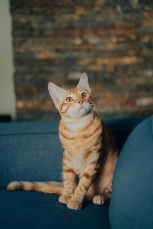 a large cat sitting on top of a couch