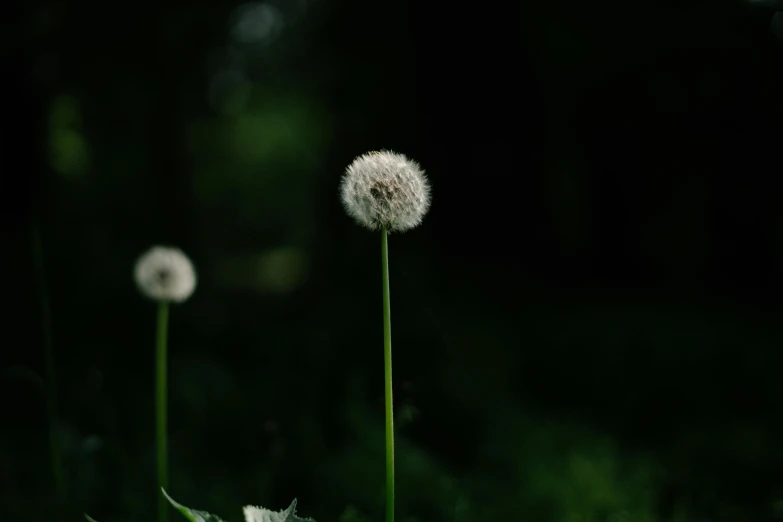 a close up of a white flower near a forest