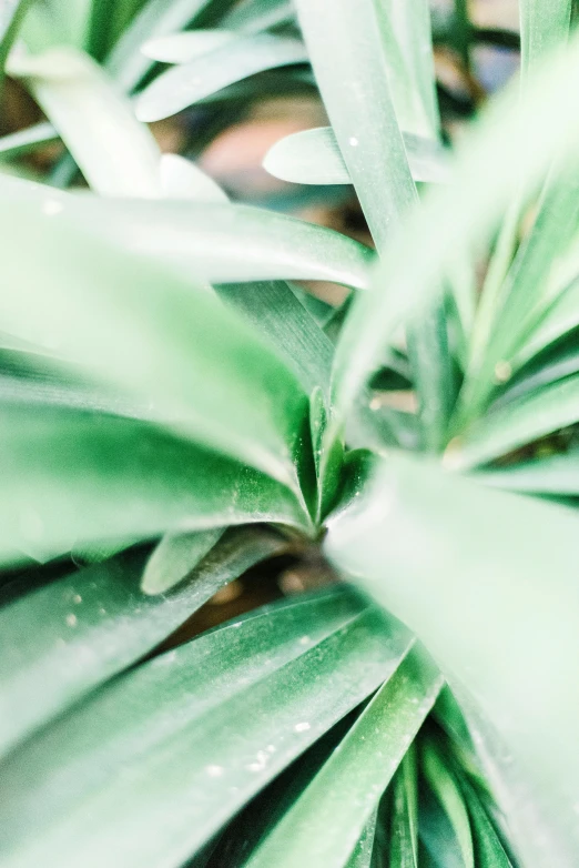 a close up image of a green plant