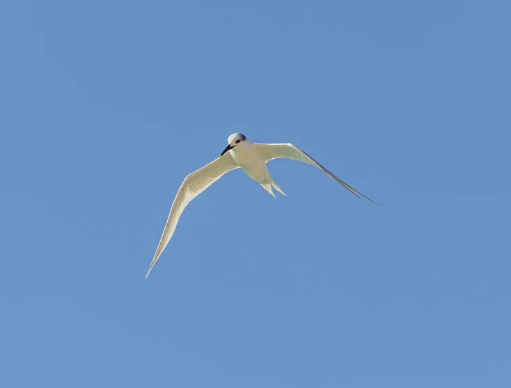 white bird flying across the clear sky on a sunny day