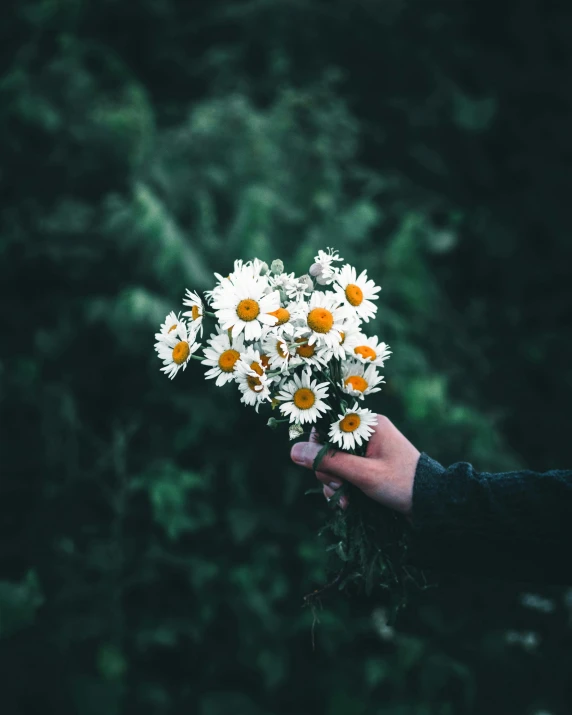 a person's hand holding white flowers with yellow centers