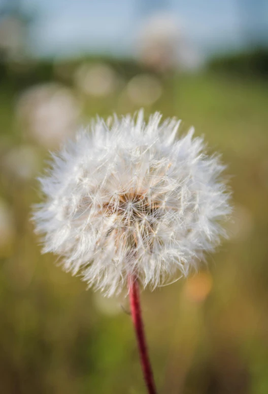 a dandelion is pictured in the middle of a field