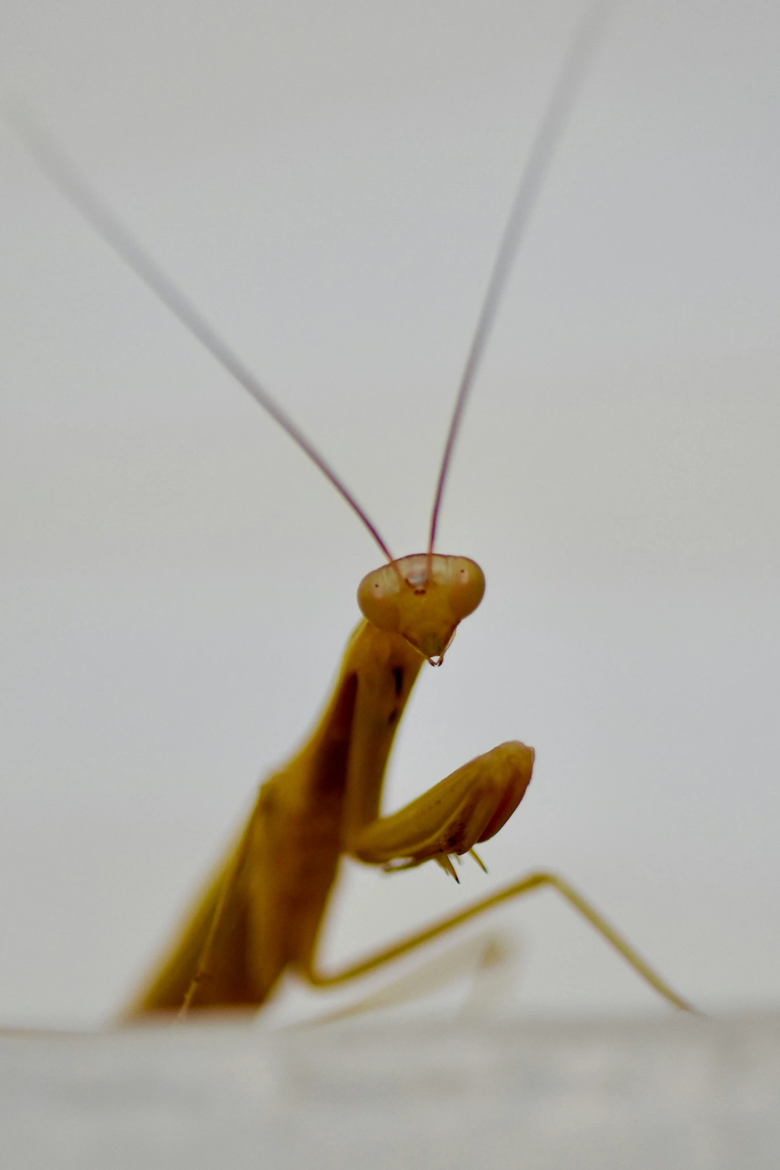 a praying praying on a wall with two antennae