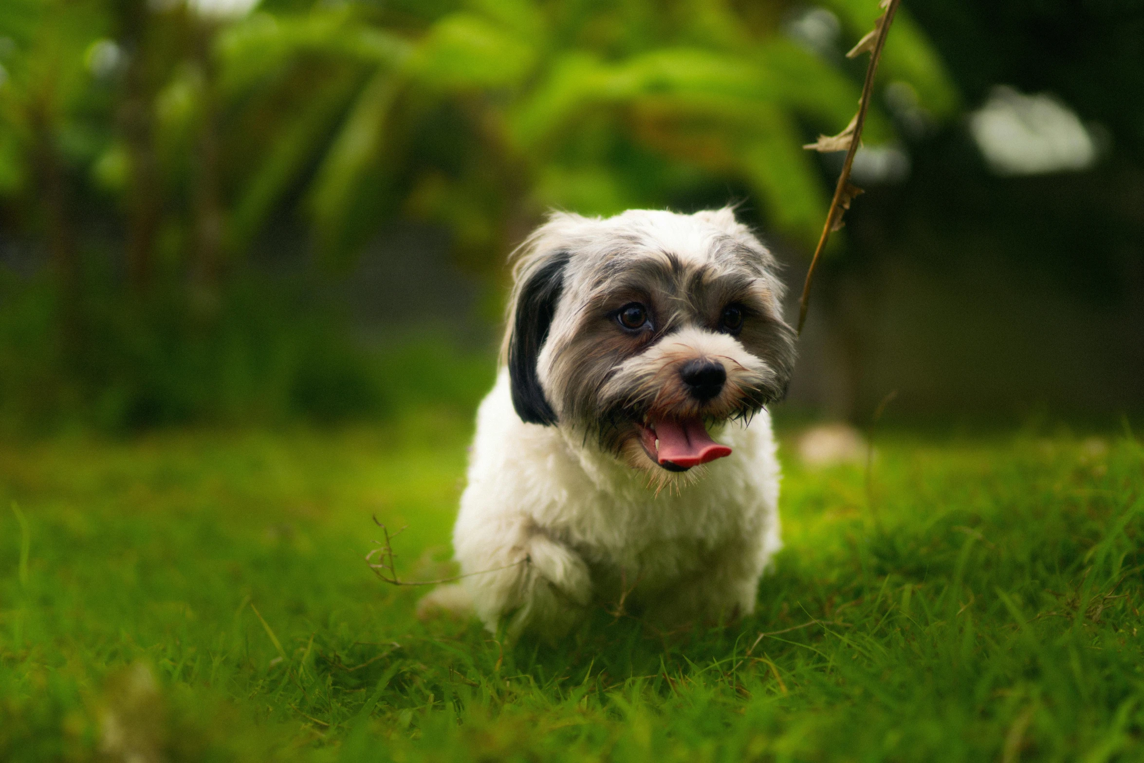 a gray and white dog on some grass