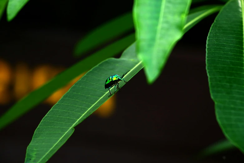 a small green insect perched on top of a leaf