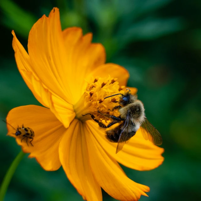 a yellow flower with a bee sitting on top of it