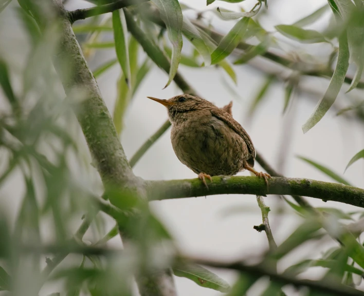 the bird has long feathers on it's head