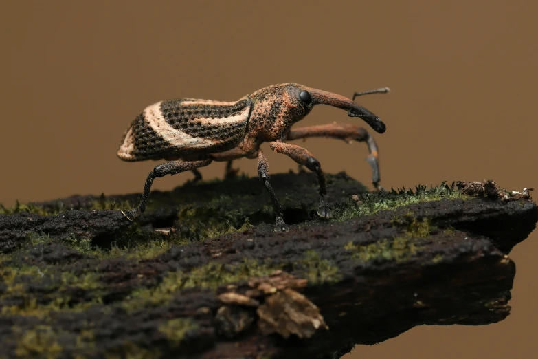 a colorful insect walking across a lush green field