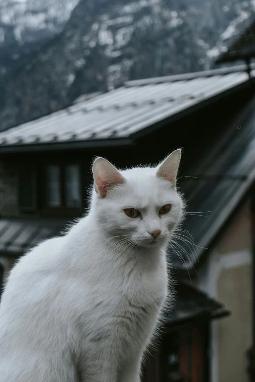 a white cat is sitting on top of a roof