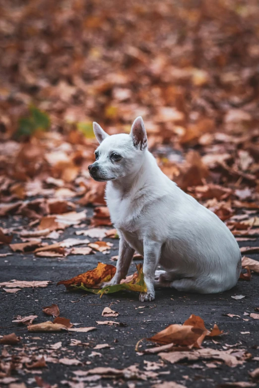 a small dog is sitting outside by some leaves