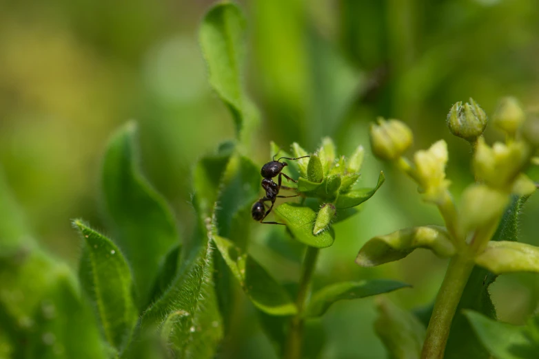 an insect on a plant with its wings spread out