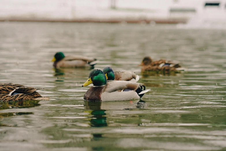 a couple of ducks swimming on top of a lake