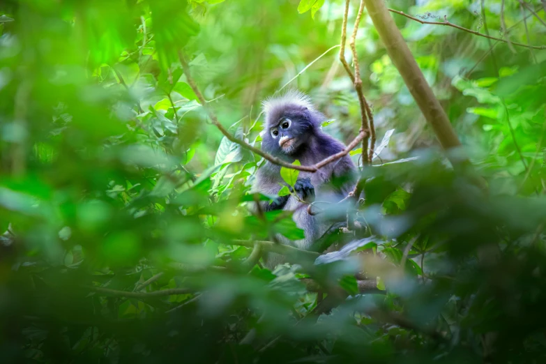 a blue monkey in the middle of trees