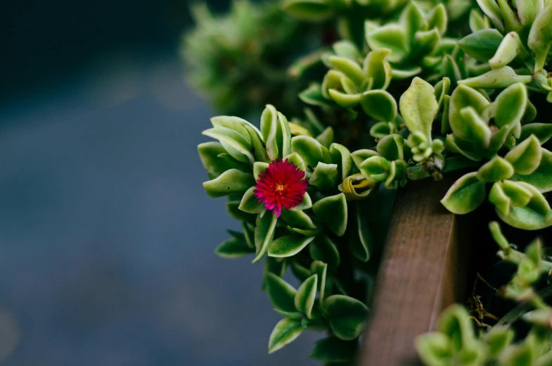 this is a picture of some red flower