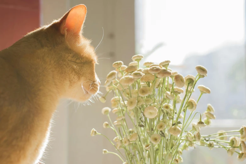 a cat is staring at some white flowers