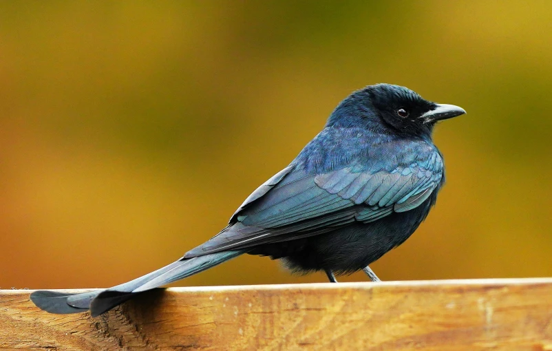 a black bird with a white bill perched on top of a wooden board