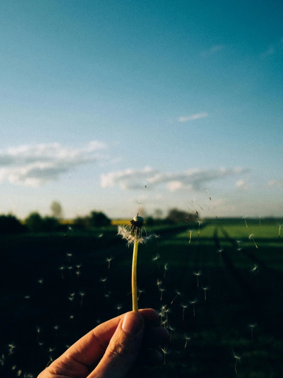 a dandelion with seeds blown in the air