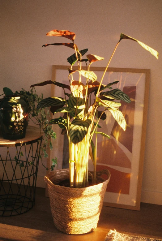 a plant in a pot is on the table