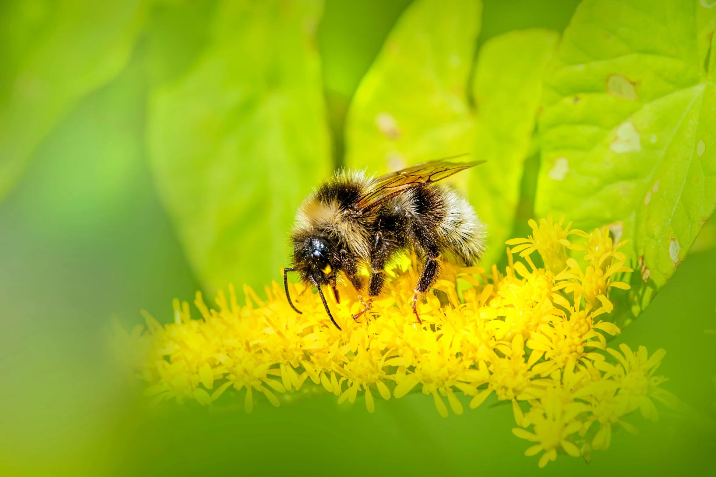 a bee is crawling on a bright yellow flower