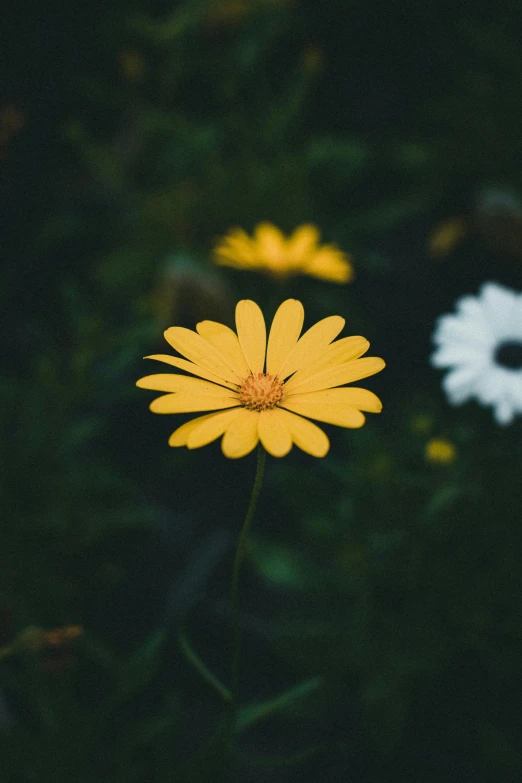 the lone yellow flower appears to have been pographed