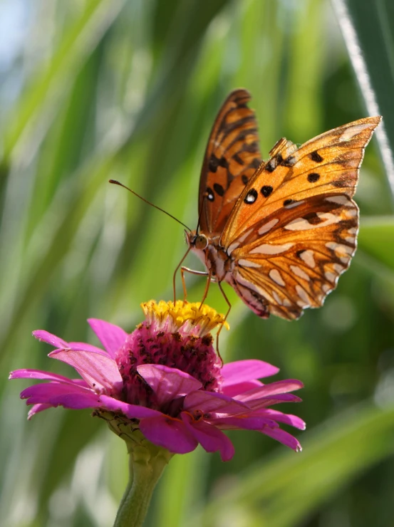 two large erflies resting on a purple flower